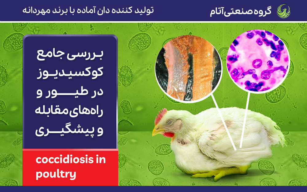 انواع کوکسیدیوز در طیور و راه‌های مقابله و پیشگیری